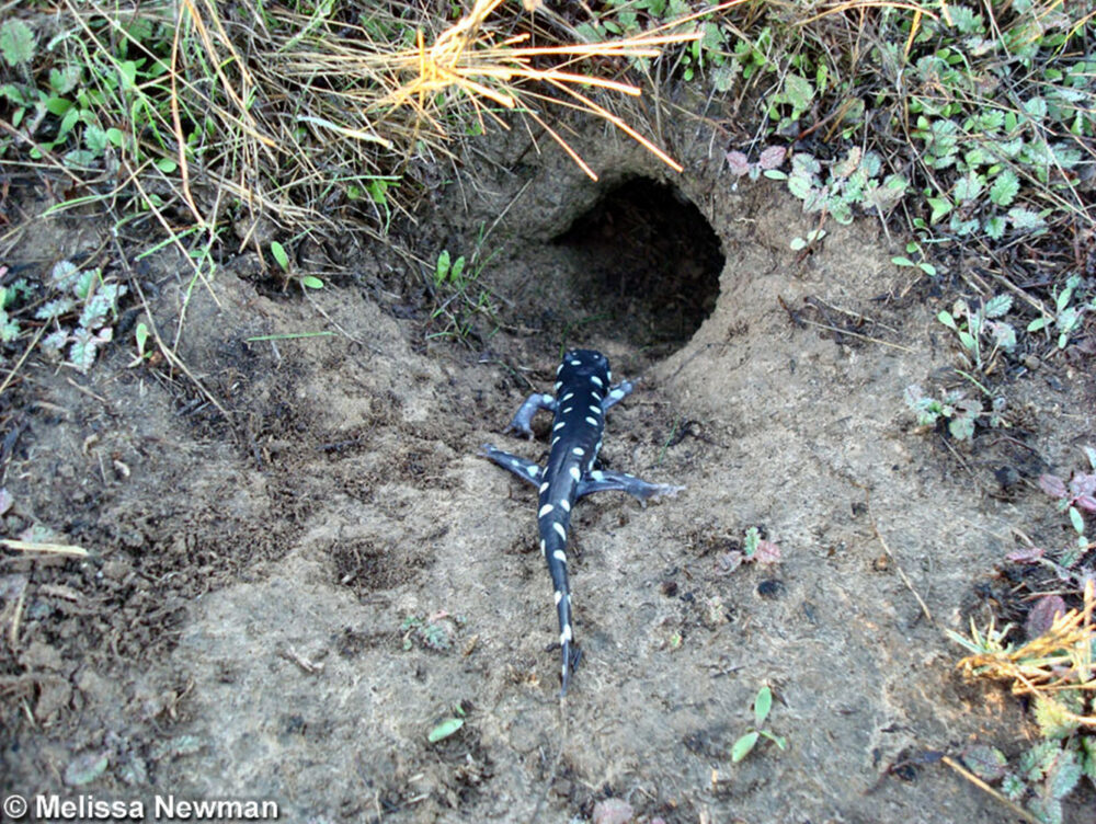 Tiger Salamanders and Mammals: Underground Companions? – Pajarito