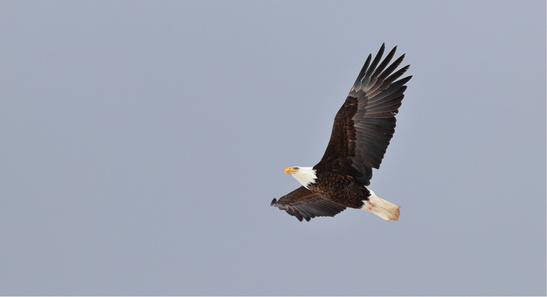 Bird of the week: Bald eagle