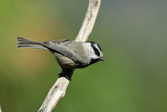 Give Yourself a Daily Gift of Nature – Pajarito Environmental Education ...