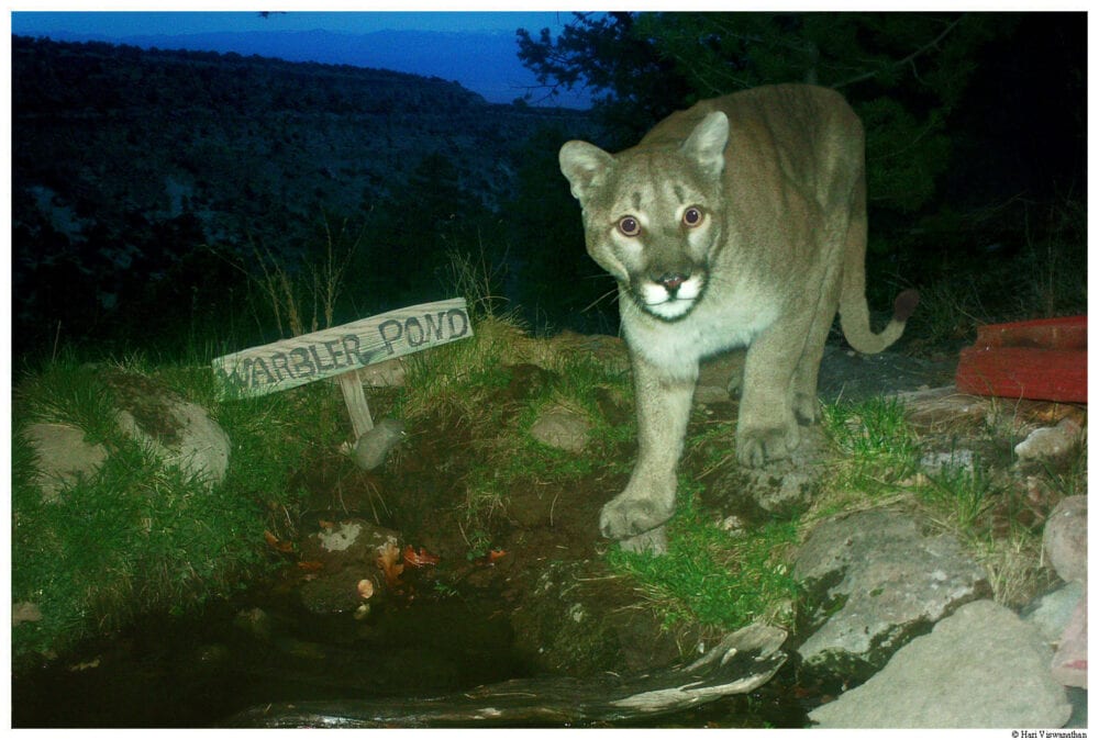 mountain lion at the Warbler Pond