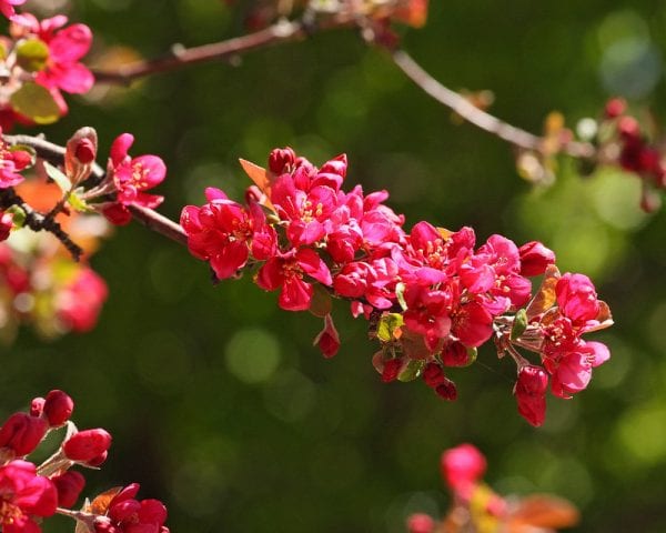 What Makes Fruit Trees Flower? – Pajarito Environmental Education Center