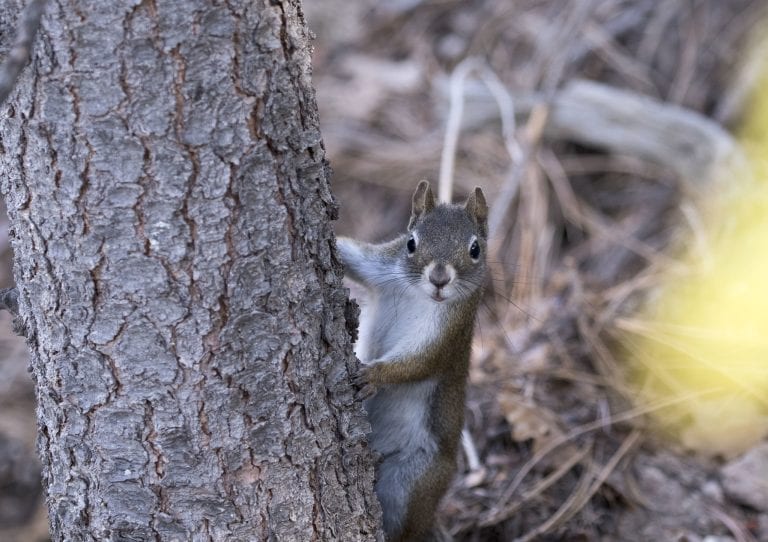 Tree Squirrels: Natural Distancers – Pajarito Environmental Education
