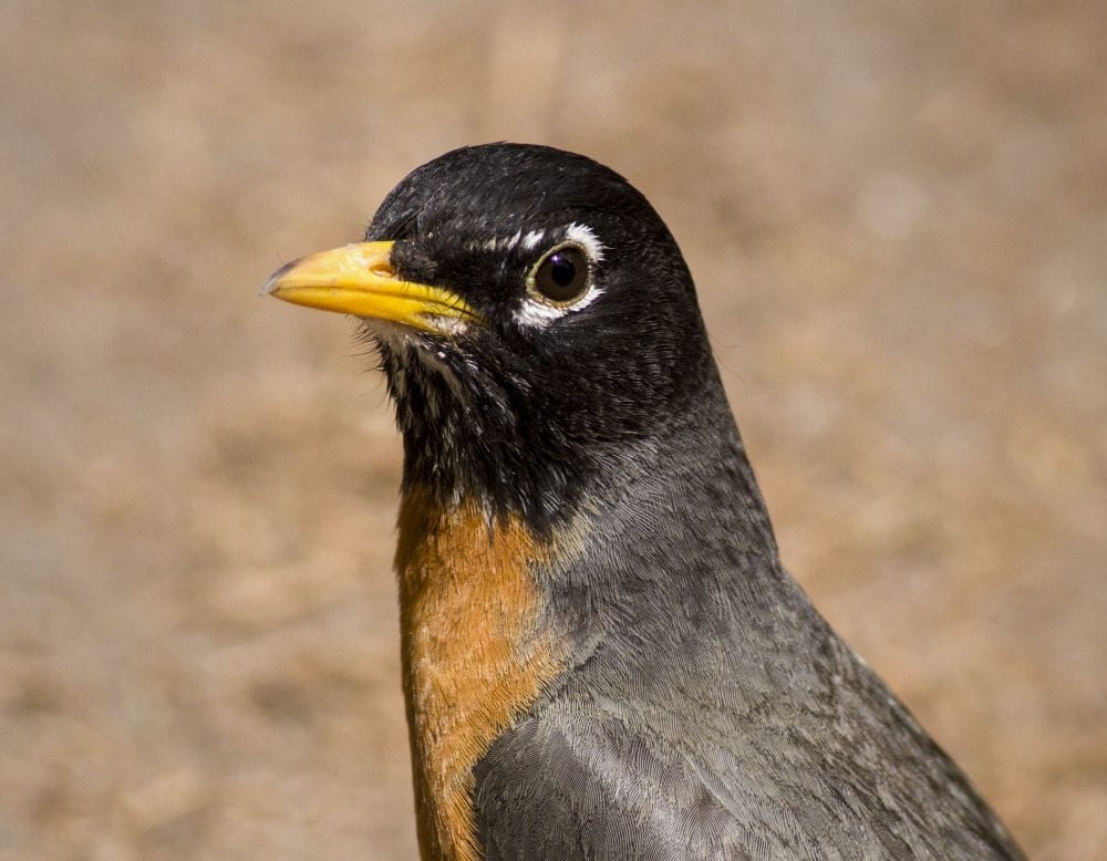 Red-breasted robin