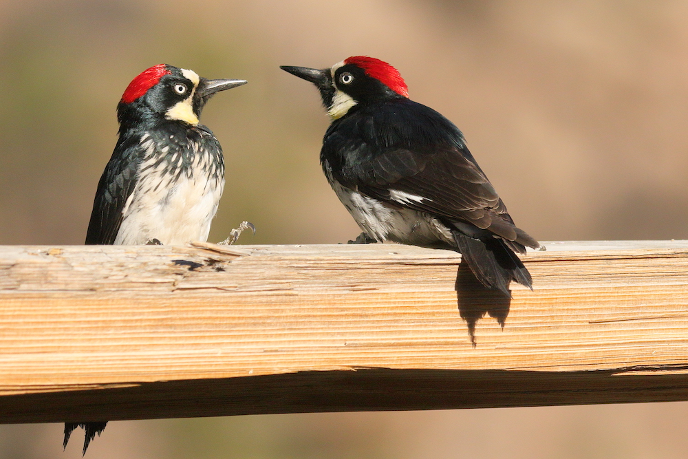 Acorn Woodpecker female (left) and male (right). Photo by Bob Walker.