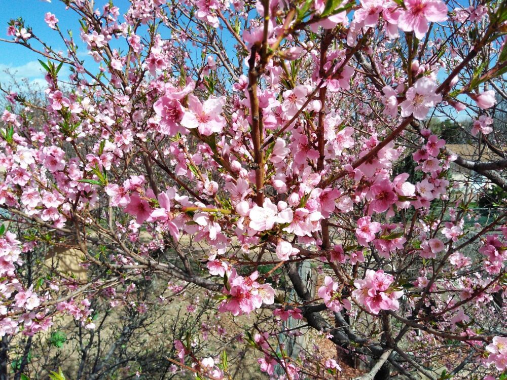 What Makes Fruit Trees Flower? Pajarito Environmental Education Center