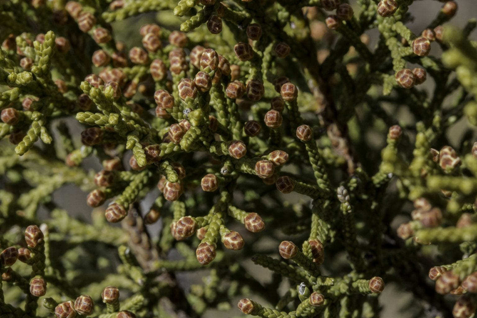 The Power of Pollen – Pajarito Environmental Education Center