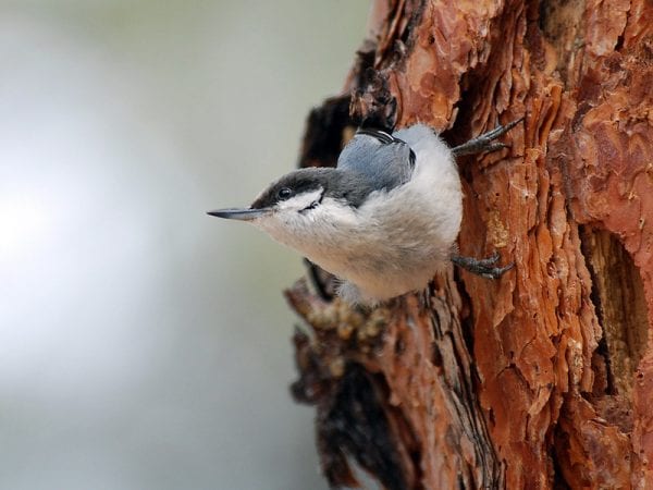 The Rugged Ponderosa Pine – Pajarito Environmental Education Center