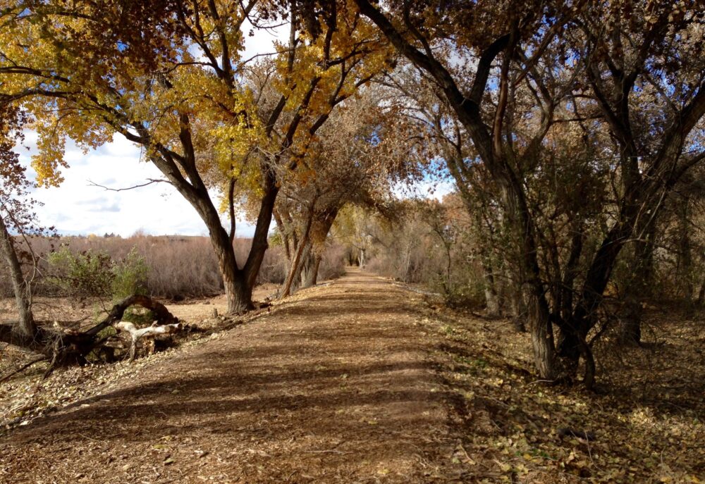 Week 7, Day 1: Cottonwood Riparian Areas – Pajarito Environmental ...