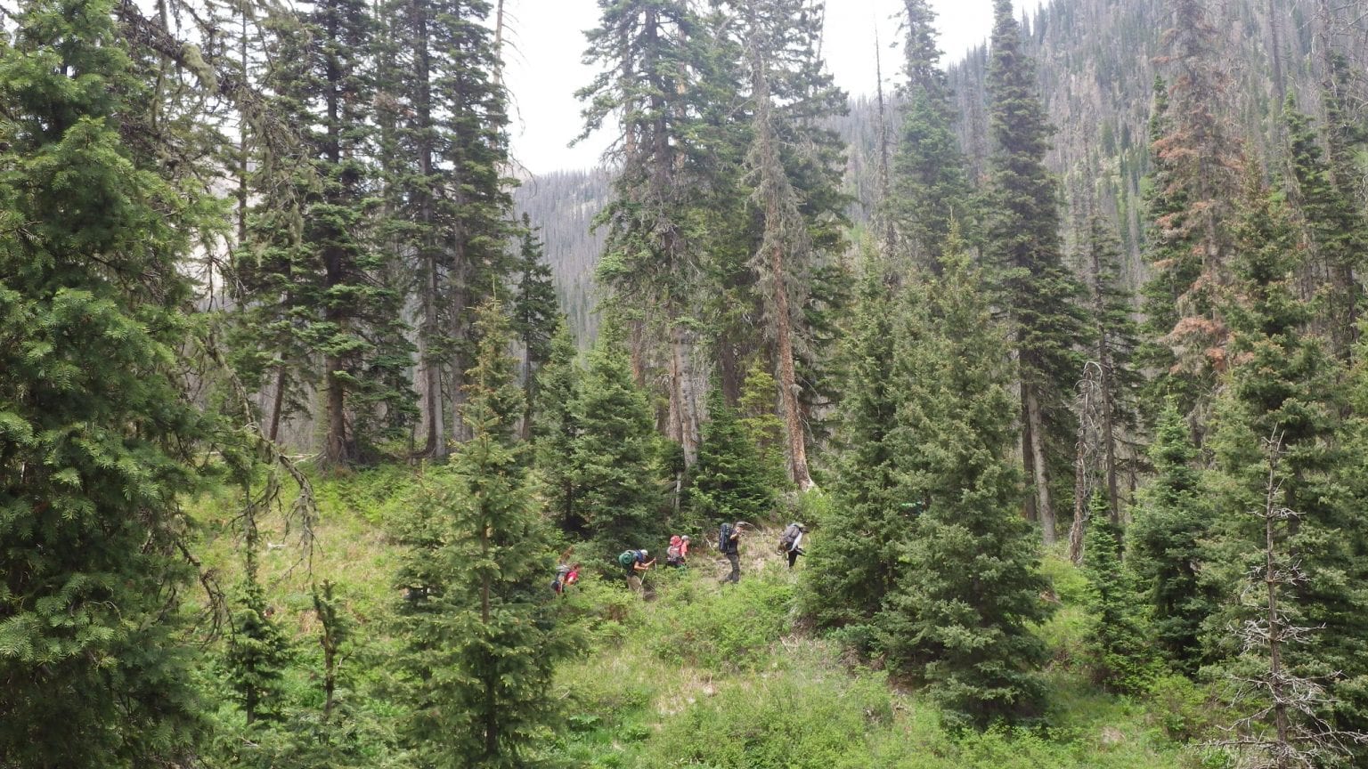 Lifestyles of HighElevation Trees Pajarito Environmental Education