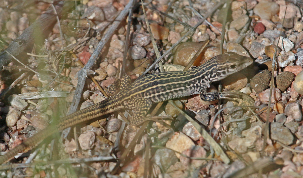 whiptail lizard