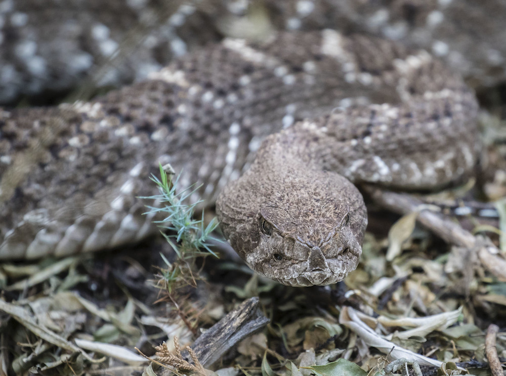 Diamondback rattlesnake