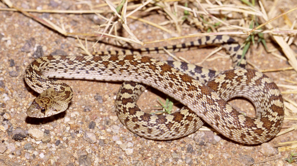 gopher snake