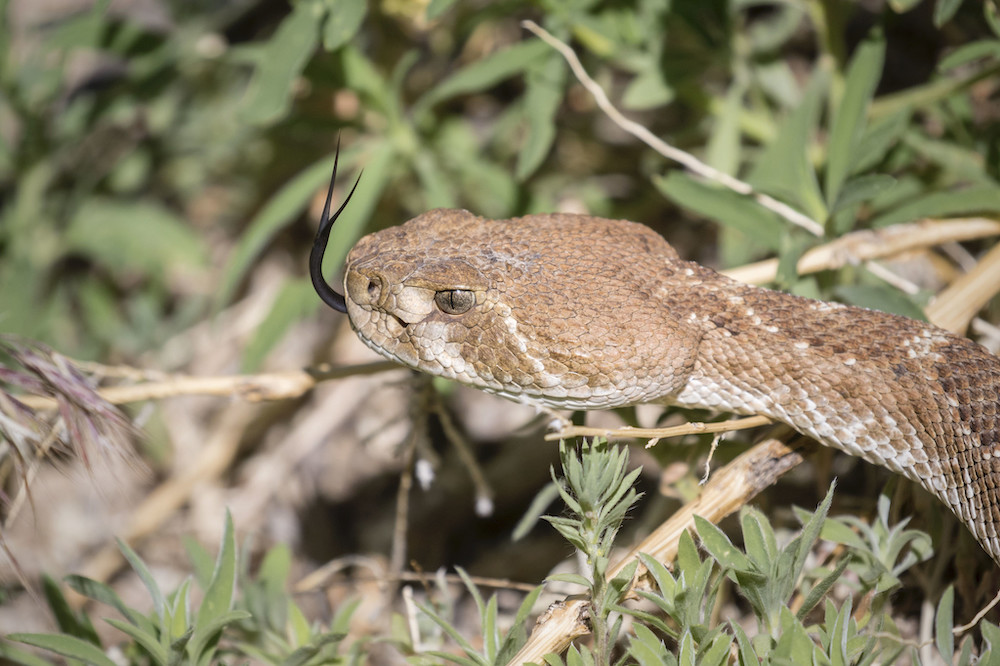 World Snake Day Celebrated July 16 – Los Alamos Reporter