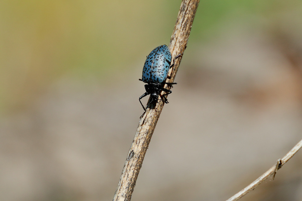 Pleasing fungus beetle