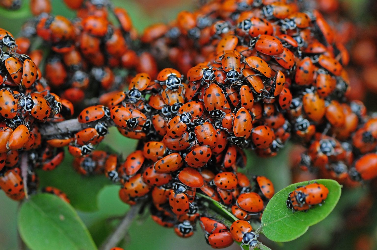 Week 8, Day 4: Ladybugs & Beneficial Insects – Pajarito Environmental ...