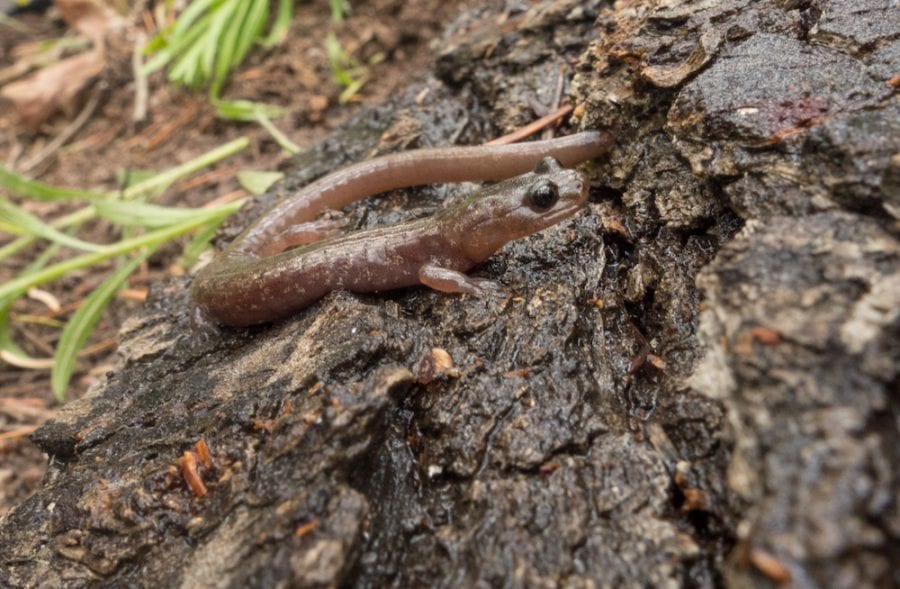 Our Local Salamander – Pajarito Environmental Education Center