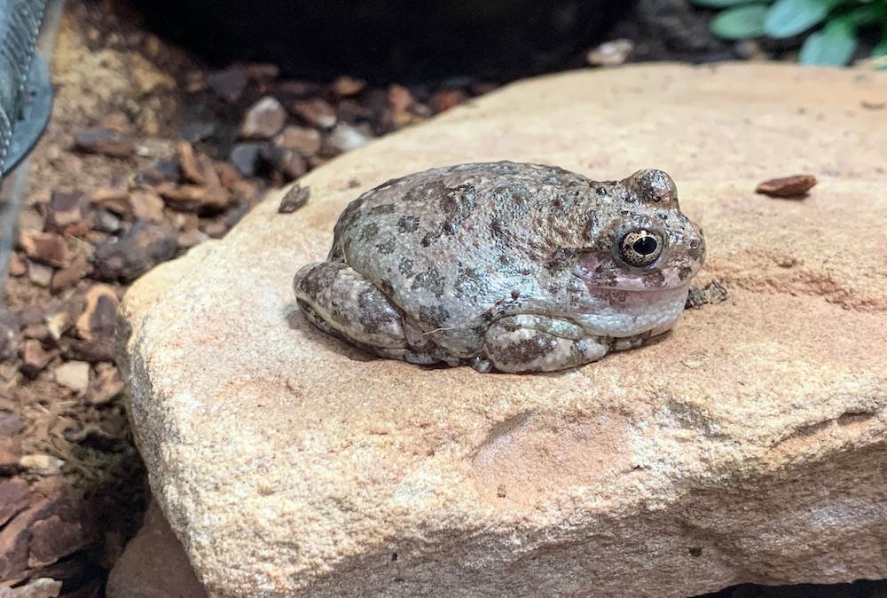 canyon tree frog on rock