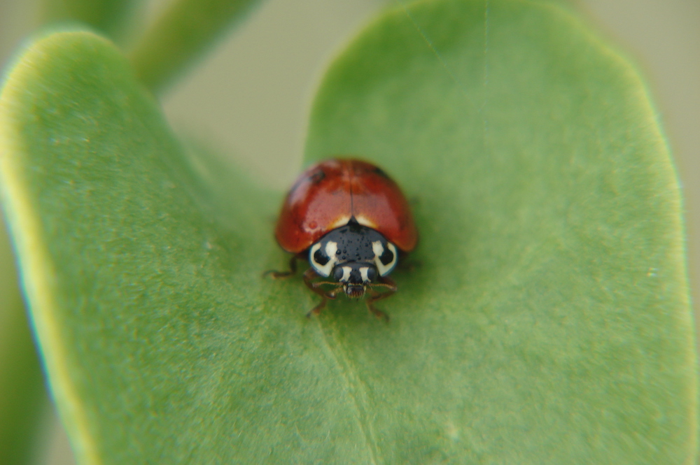 ladybug laying eggs