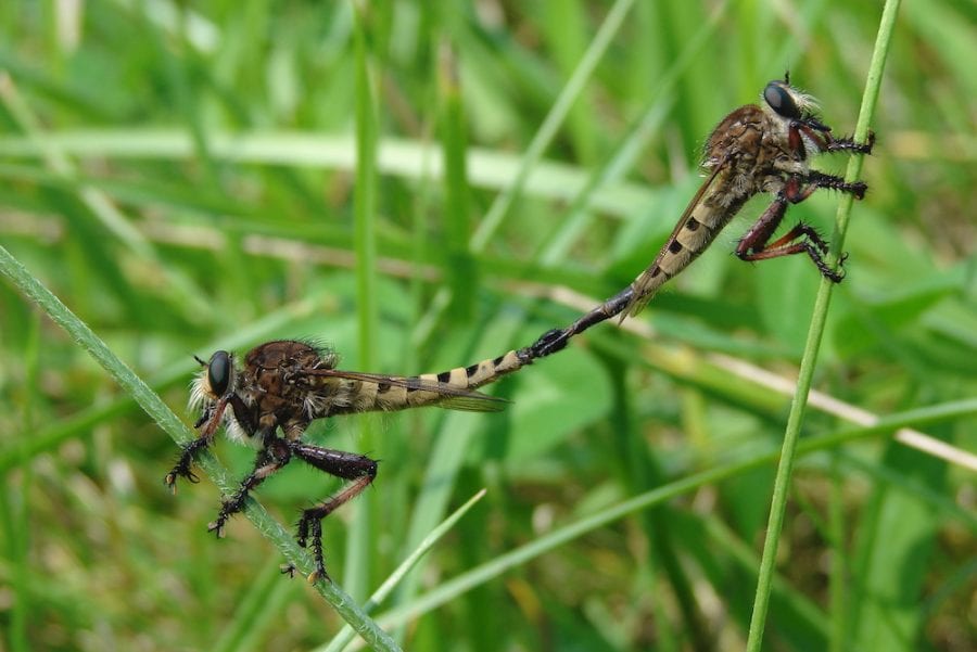 Insects of the Pajarito Plateau – Pajarito Environmental Education Center