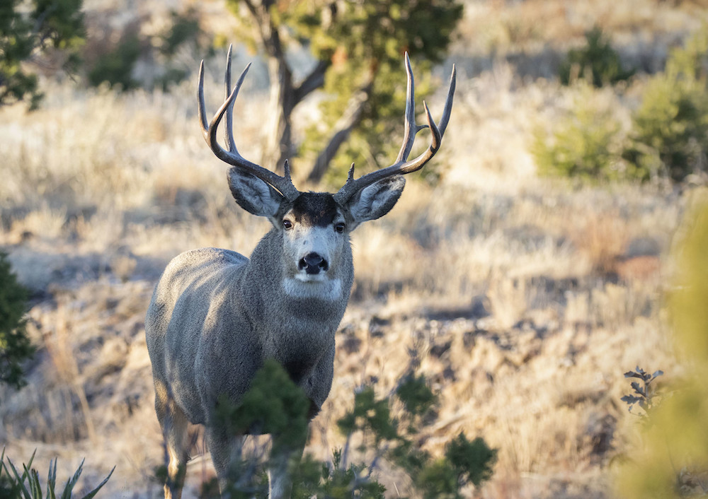 elk