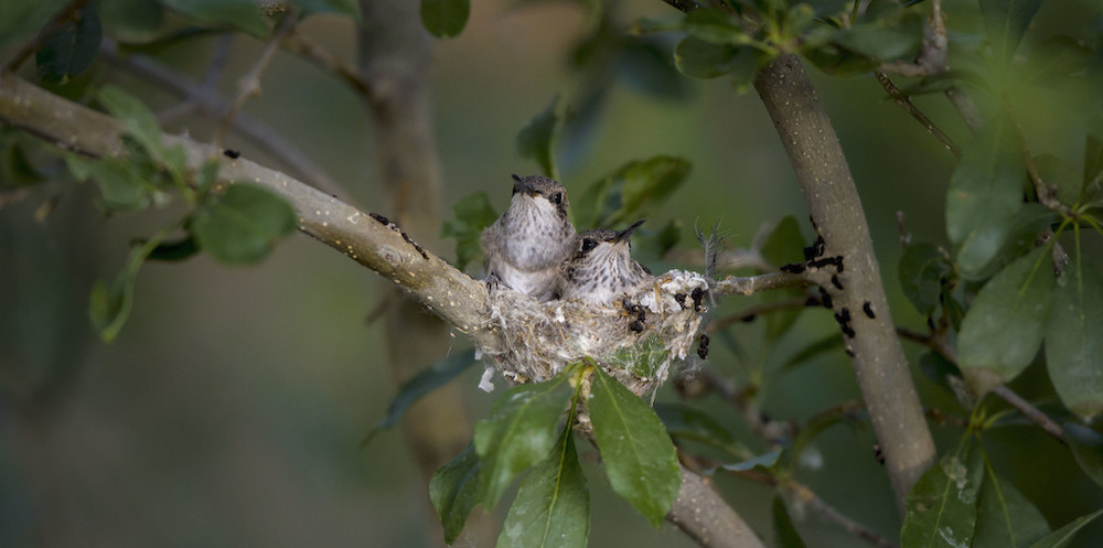 Hummingbirds in a nest