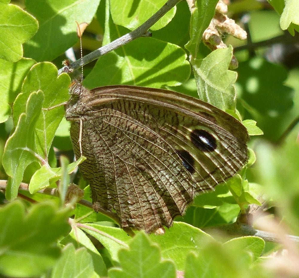 Veneciana de Madera – Butterfly