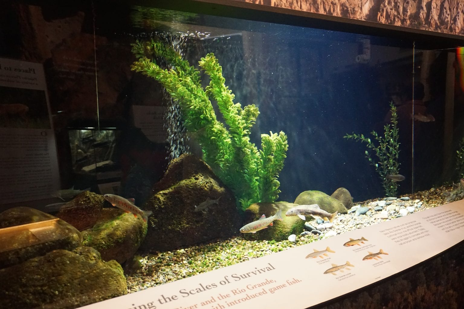 Native and Introduced Fish Species in New Mexico Pajarito