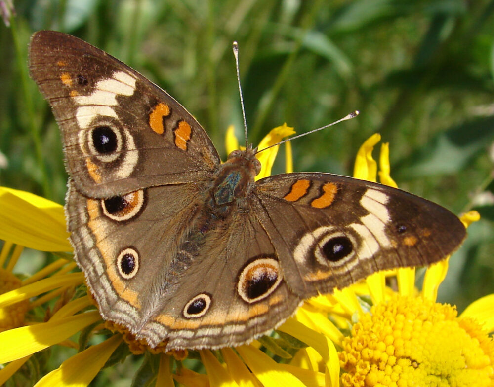 Tropical Buckeye Butterfly