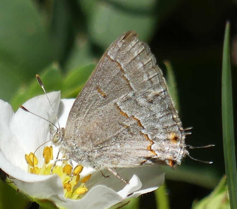 Leda Ministreak (Ministrymon Leda)