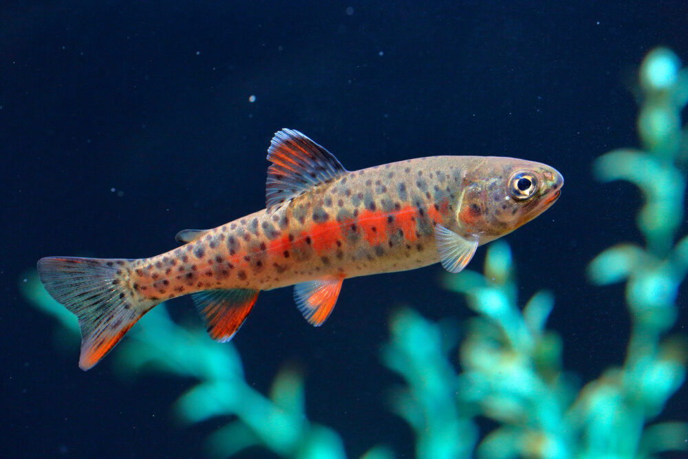 Native and Introduced Fish Species in New Mexico – Pajarito ...