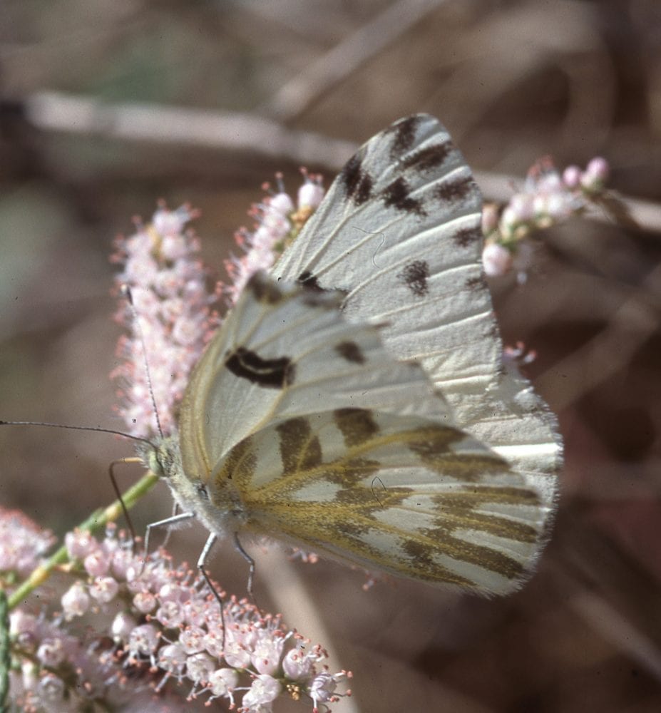 Western checkered white butterflies arrive in the Bemidji area