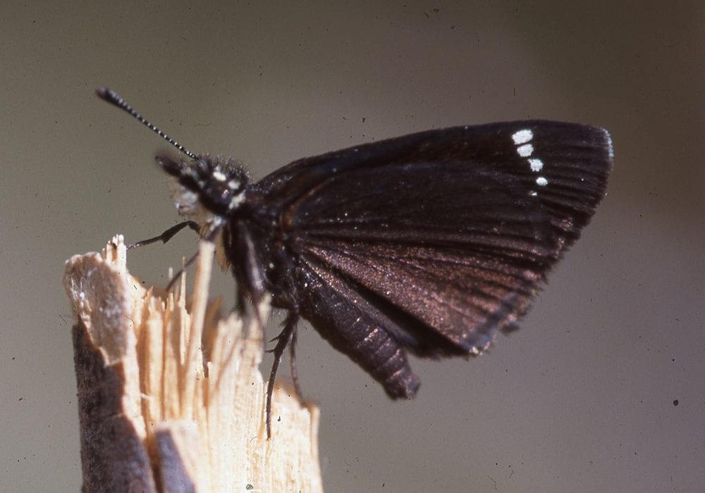 Butterflies of New Mexico The Skippers III SpreadWing Skippers