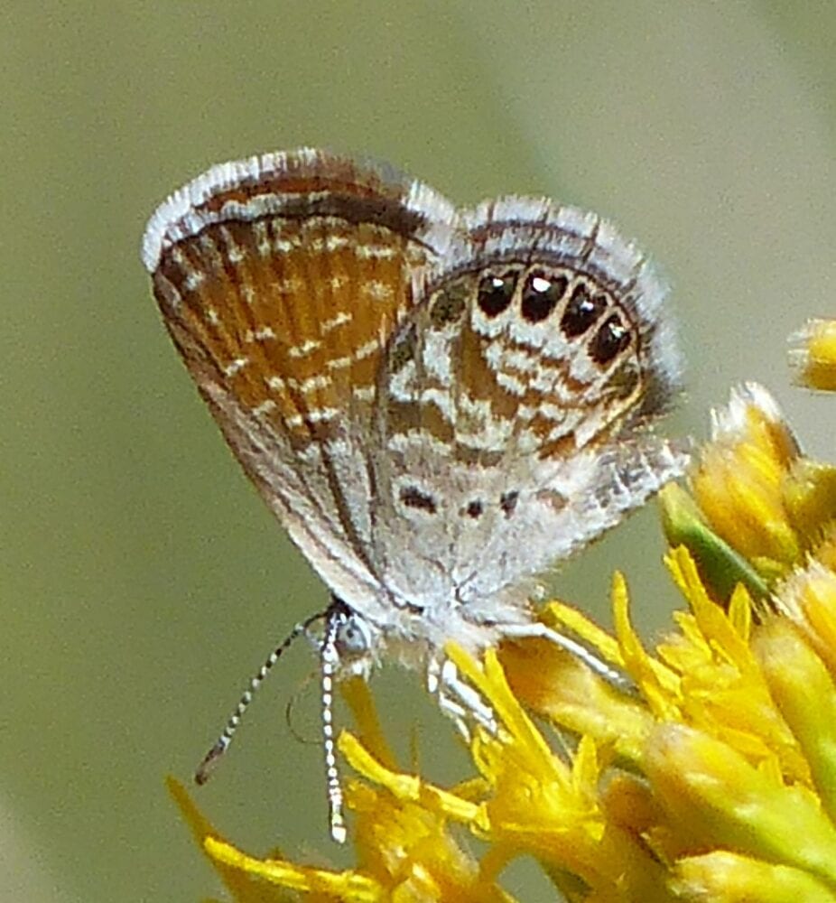 On Gossamer Wings: The Lycaenidae Butterflies - Native Plant Nursery, Novato