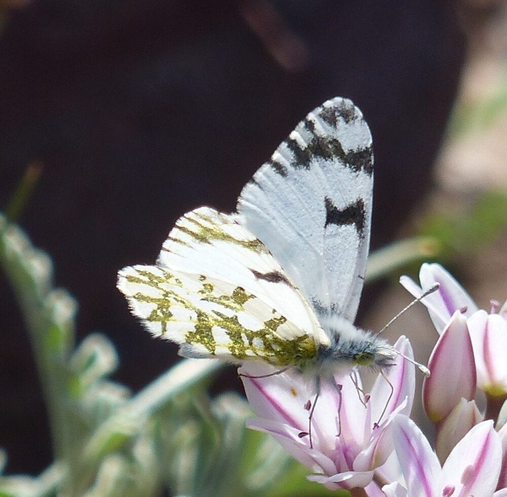 Butterflies of New Mexico: The Whites (Pieridae II: Pierinae) – Pajarito  Environmental Education Center