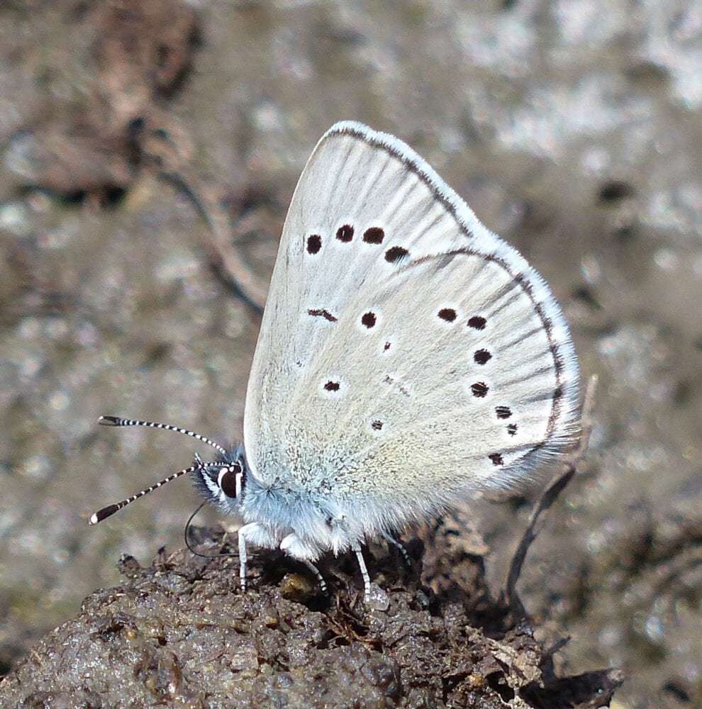 On Gossamer Wings: The Lycaenidae Butterflies - Native Plant Nursery, Novato