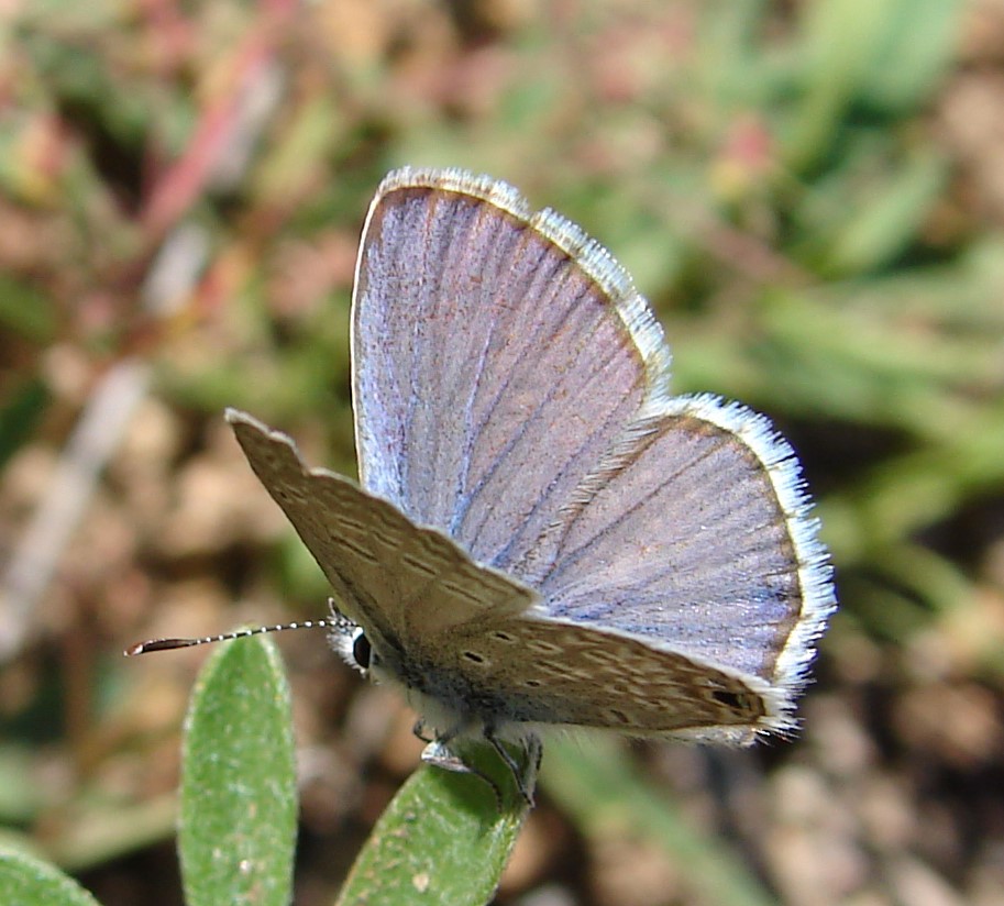 On Gossamer Wings: The Lycaenidae Butterflies - Native Plant Nursery, Novato