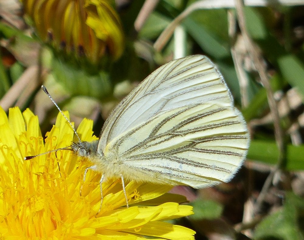 Butterflies of New Mexico: The Whites (Pieridae II: Pierinae) – Pajarito  Environmental Education Center