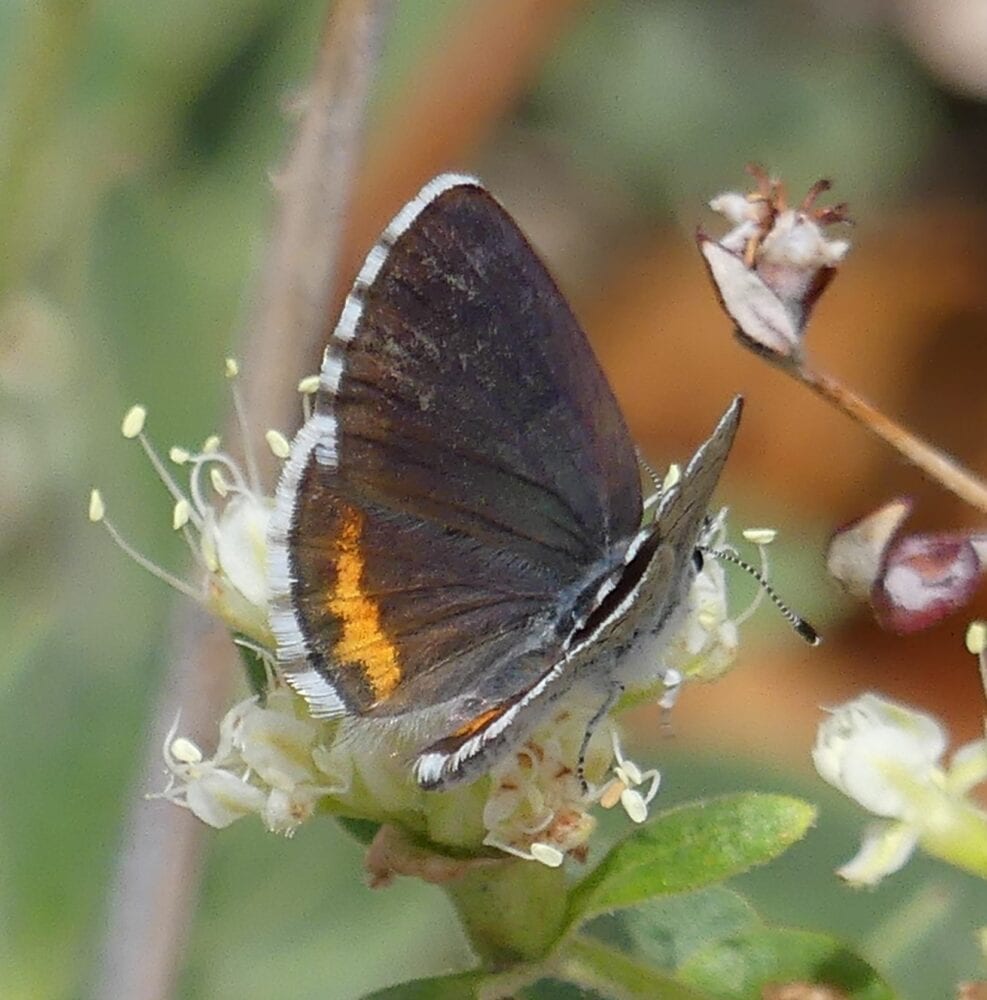 On Gossamer Wings: The Lycaenidae Butterflies - Native Plant Nursery, Novato