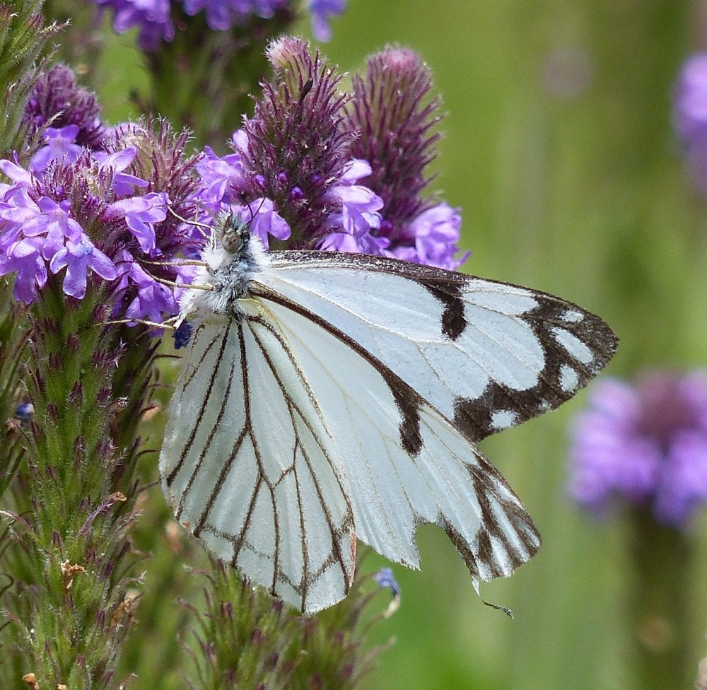 Butterflies of New Mexico: The Whites (Pieridae II: Pierinae ...