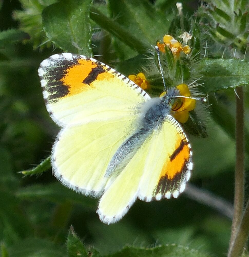 Butterflies of New Mexico: The Whites (Pieridae II: Pierinae ...