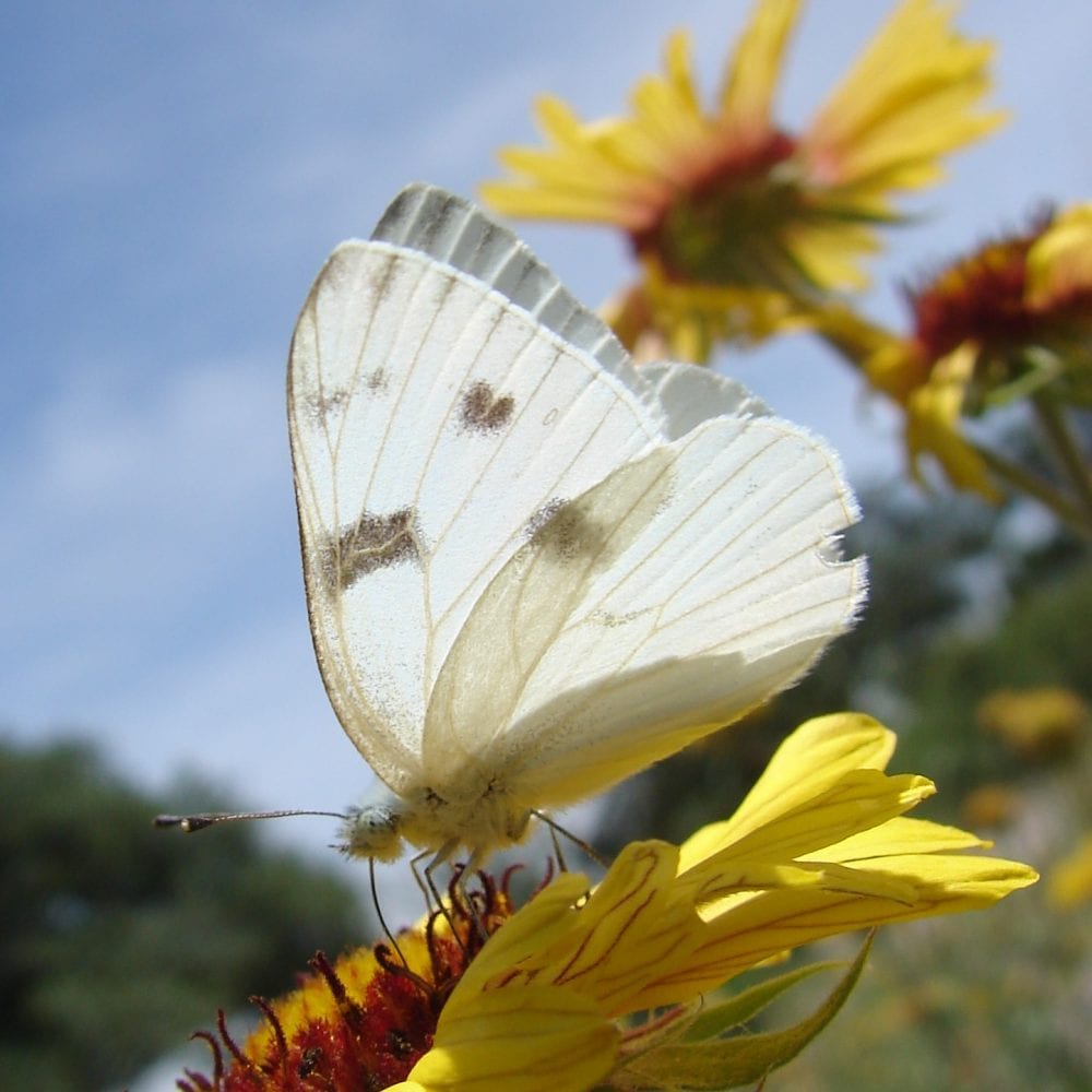 Western checkered white butterflies arrive in the Bemidji area