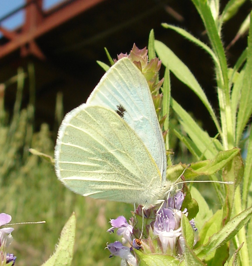 White Butterflies - Hernando Sun