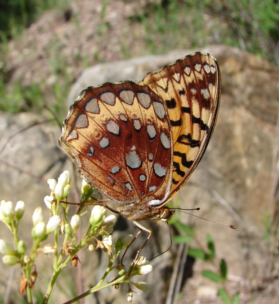 Gulf Fritillary Butterfly Decals - Saber-Tooth Co.