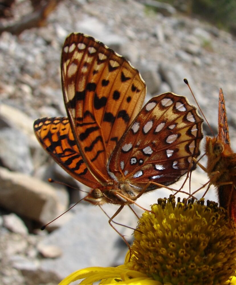 Splitting the leafmining shield-bearer moth genus Antispila Hübner  (Lepidoptera, Heliozelidae): North American species with reduced venation  placed in Aspilanta new genus, with a review of heliozelid morphology