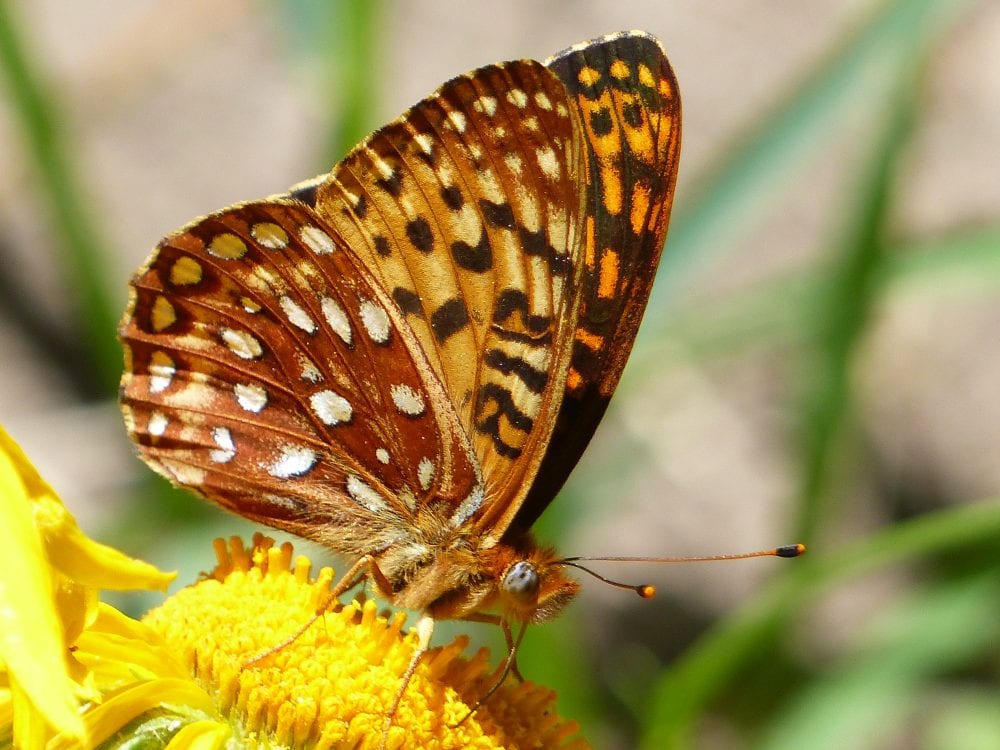 Gulf Fritillary Butterfly Decals - Saber-Tooth Co.