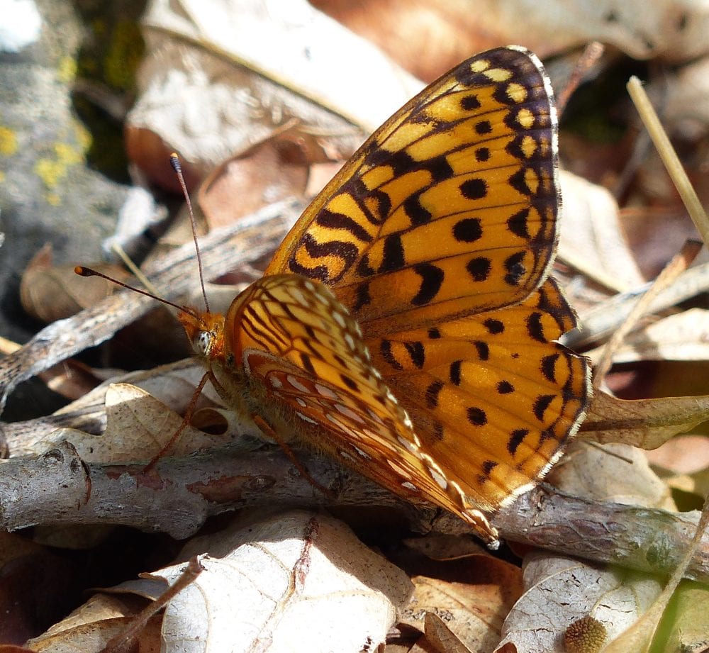 Splitting the leafmining shield-bearer moth genus Antispila Hübner  (Lepidoptera, Heliozelidae): North American species with reduced venation  placed in Aspilanta new genus, with a review of heliozelid morphology