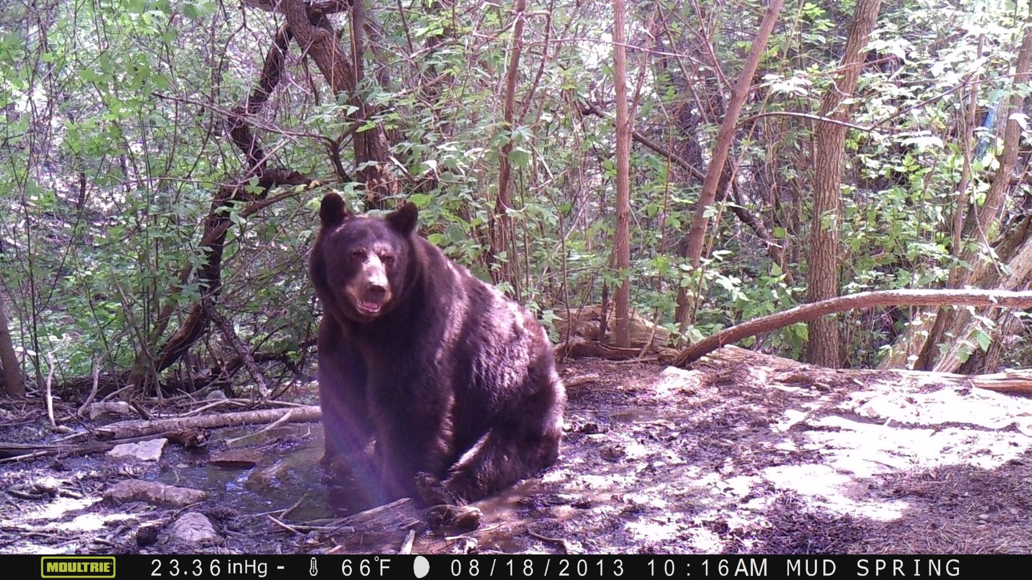 Where’s the Water? Bears in the Sandia Mountains – Pajarito ...