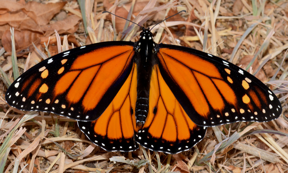 Butterflies of New Mexico: The Brushfoots II: Milkweed Butterflies ...