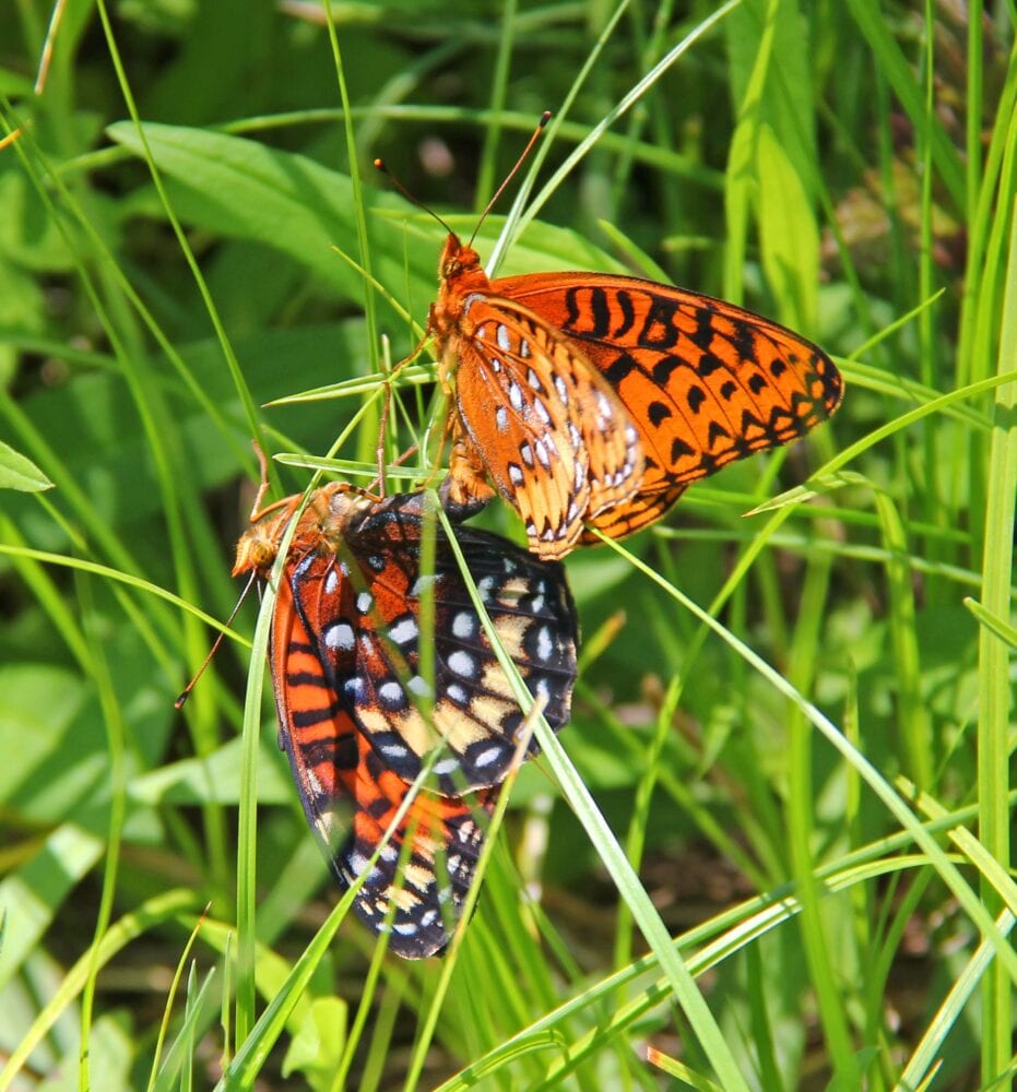 BIF: butterflies in flight — Neurotraveler