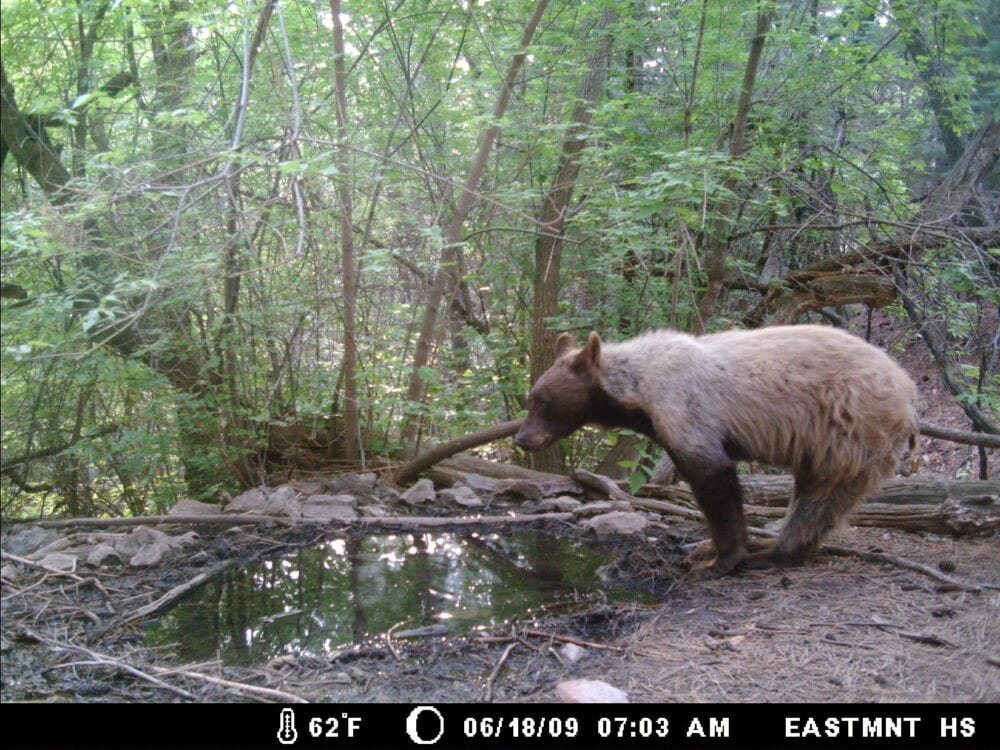 bear with blonde fur at Mud Spring Sandia Mountain Natural History Center